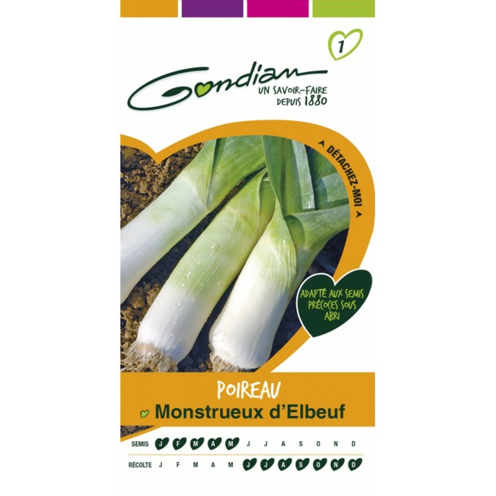 Poireau monstreux d'elbeuf