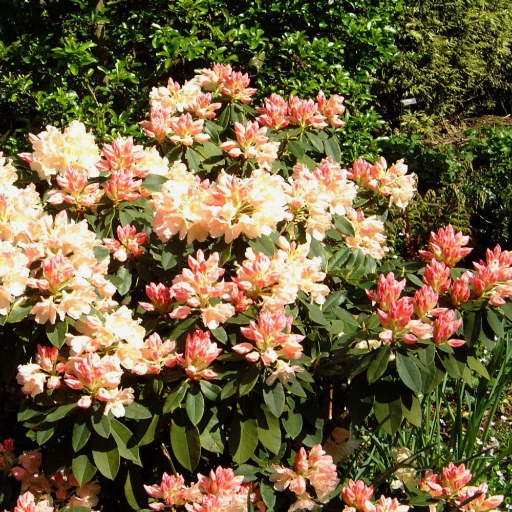 Rhododendron yakushimanum 'golden torch' pot de 3l/4l
