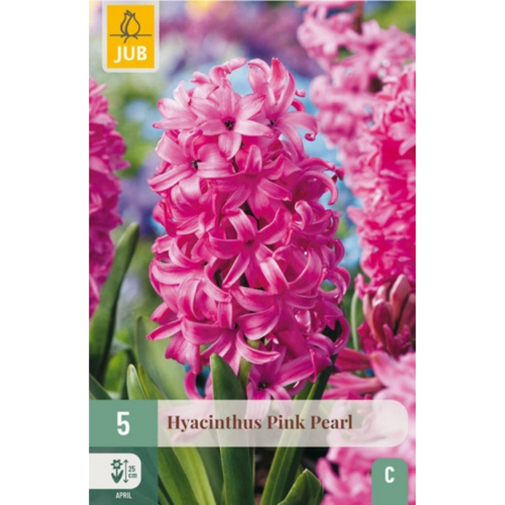 5 bulbes jacinthes pink pearl rose