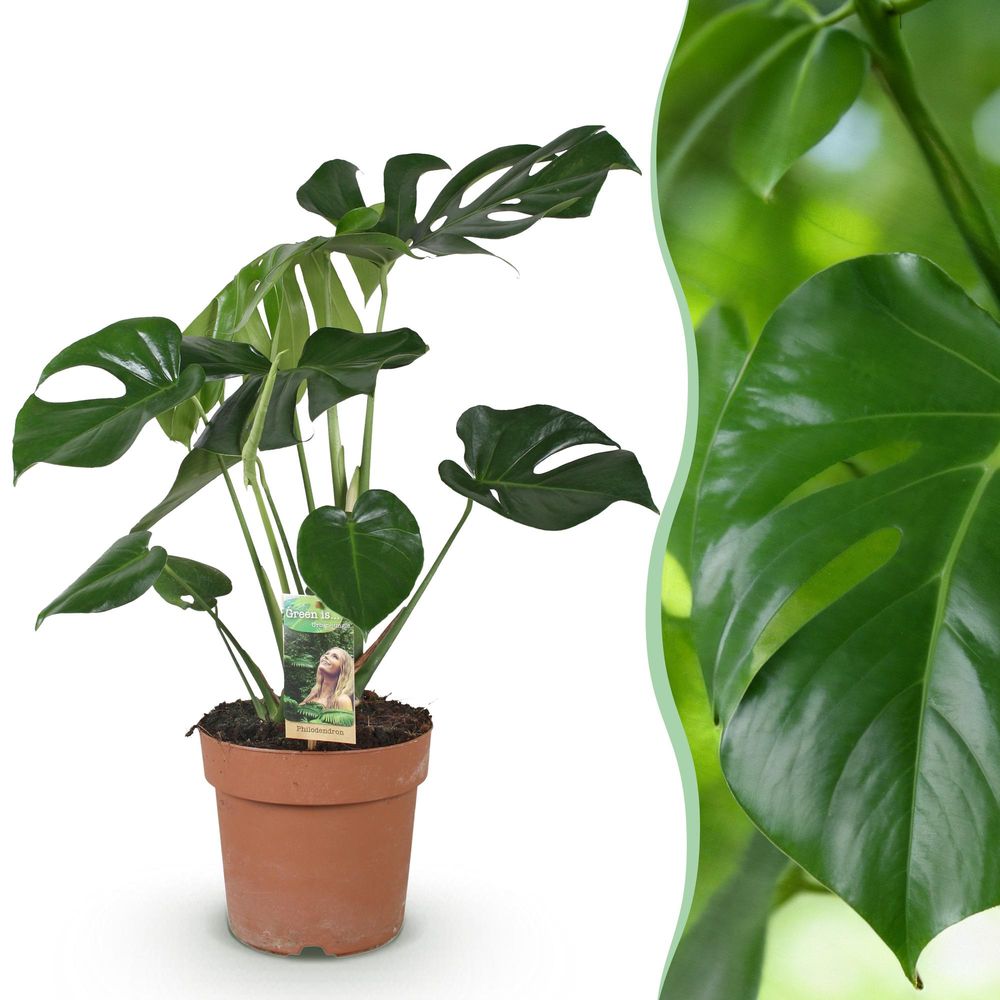 Monstera deliciosa - plantes d'intérieur