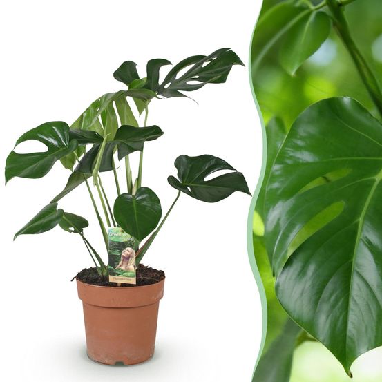 Monstera deliciosa - plantes d'intérieur