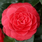 Camellia 'black lace' : 2 litres  (rouge foncé)