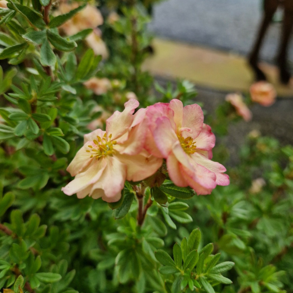 Potentille arbustive double punch® pastel 'mincrero04', potentilla godet - 5/20 cm