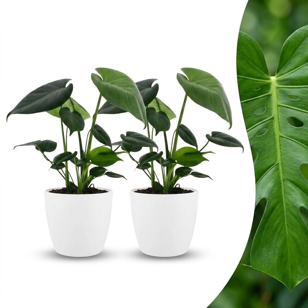 Monstera deliciosa - pot de 12cm