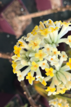 Edgeworthia chrysantha - en pot de 3 litres