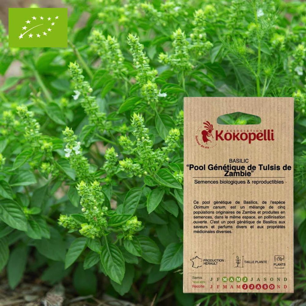 Basilic tulsi de zambie- graines bio à semer