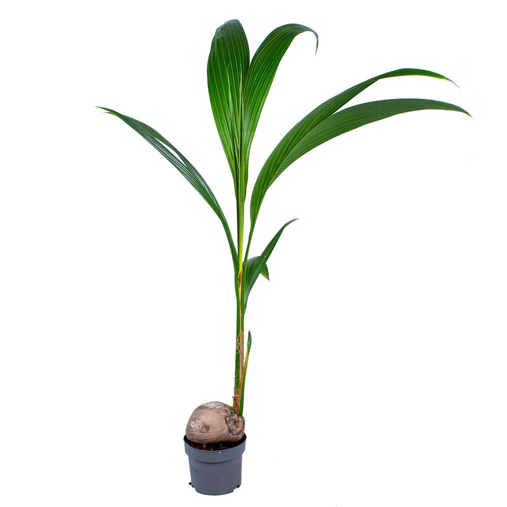 Cocos nucifera - cocotier - plantes d’intérieur - dépolluante - hauteur 70-90 cm - pot 19 cm