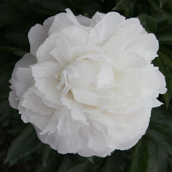 Pivoine de chine 'marie lemoine' pot de 3l/4l