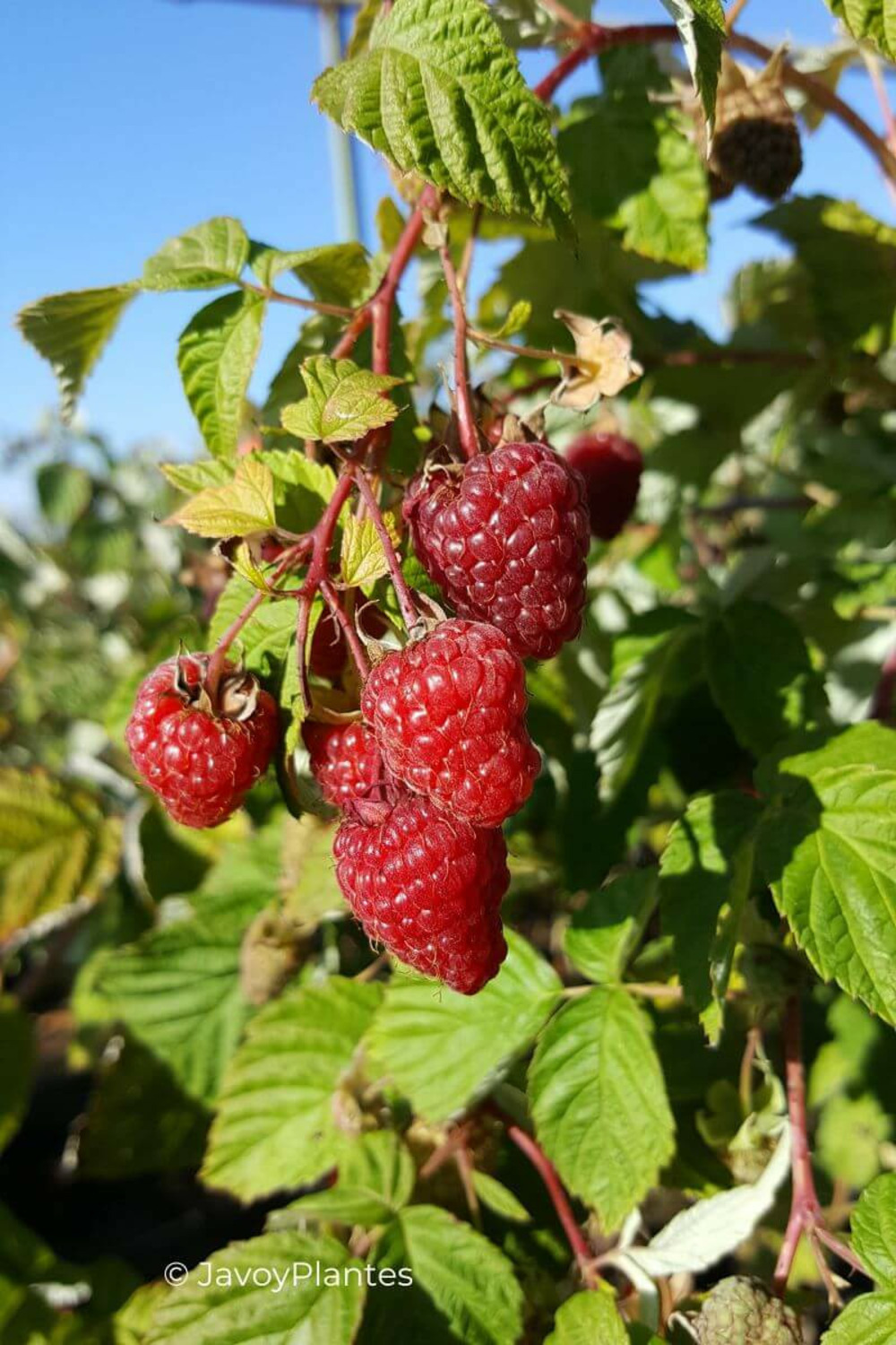 Framboisier 'tulameen' - en pot de 1,5 litres