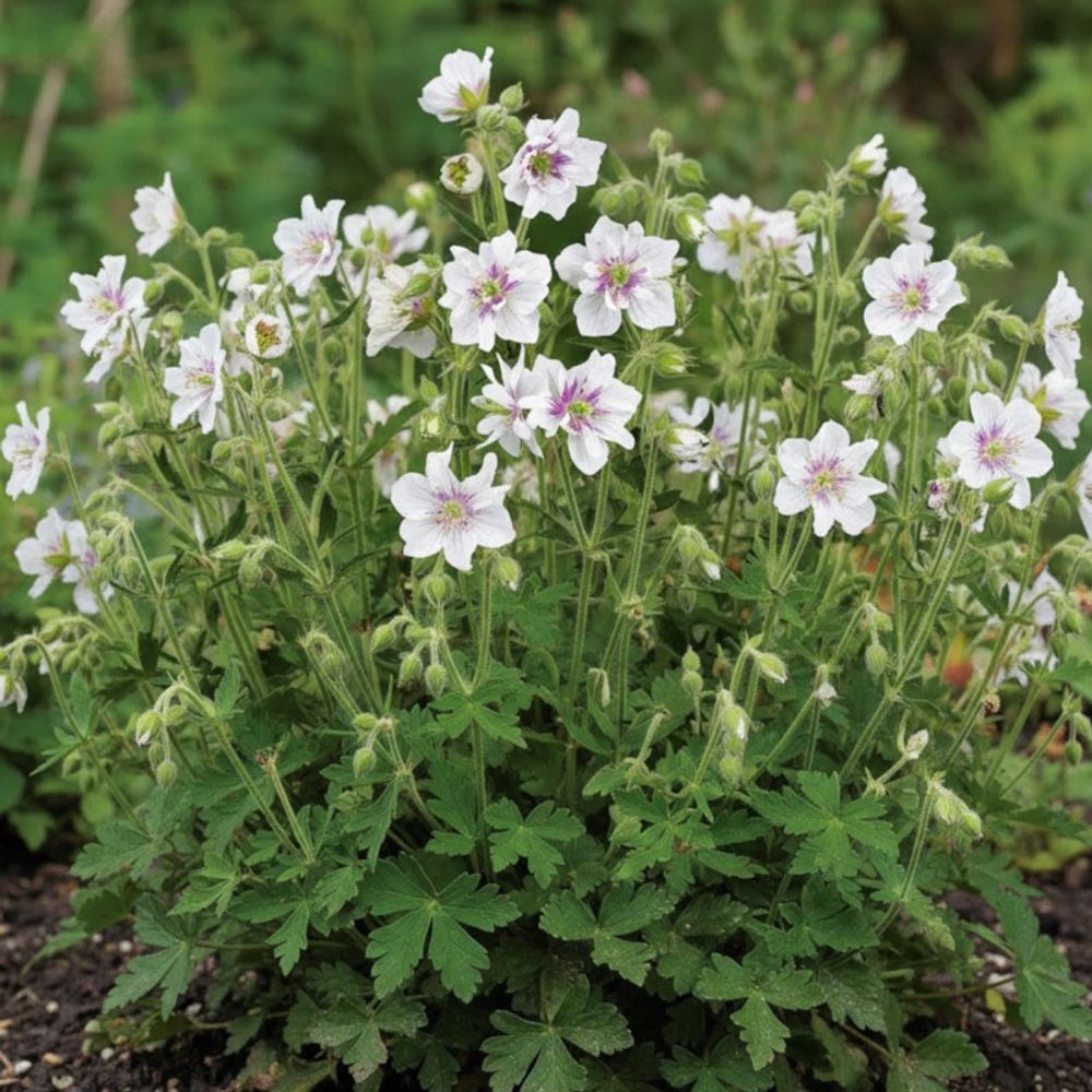 Géranium vivace algera double lot de 5 godets