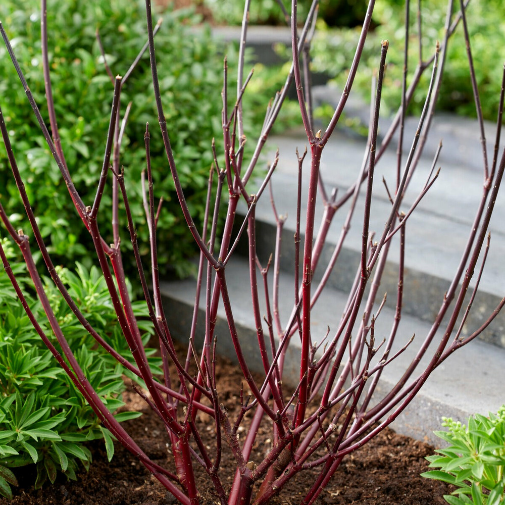 Cornouiller à bois noir kesselringii - le pot / 1.5l / hauteur livrée 30-40cm, vendu par lot de 4