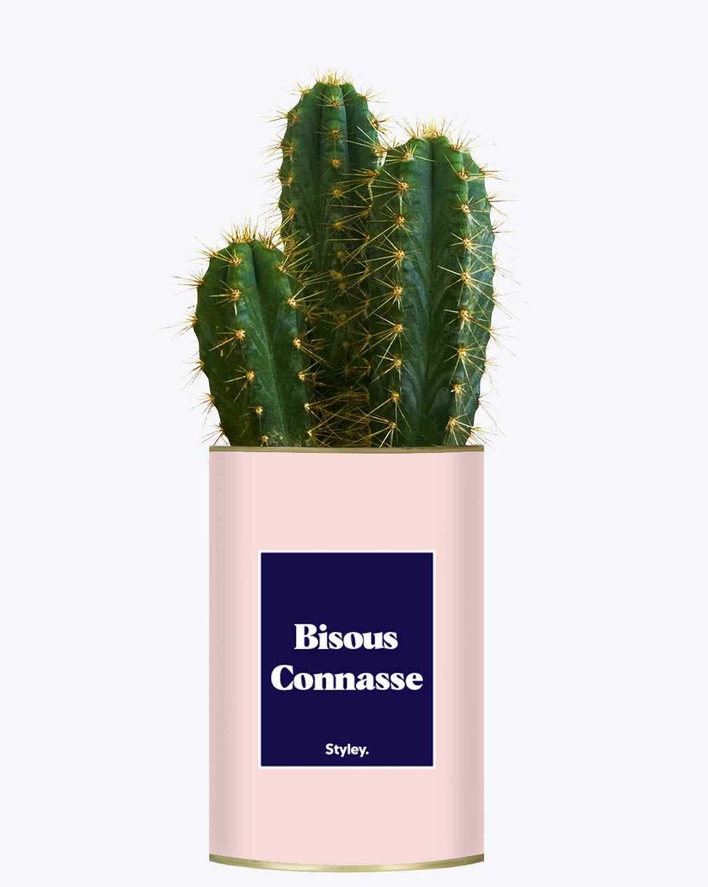 Idée cadeau - bisous connasse - cactus