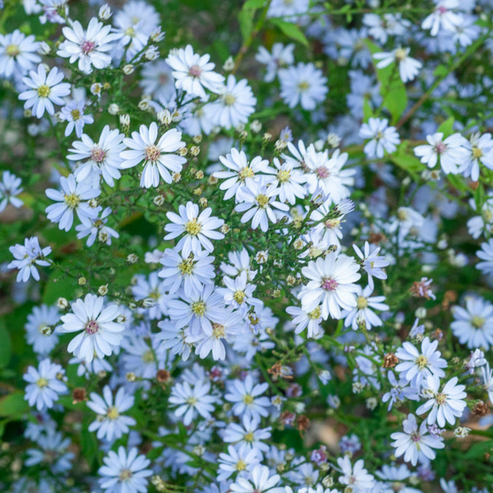 Aster à feuilles en cœur ideal - le pot / ø 9cm