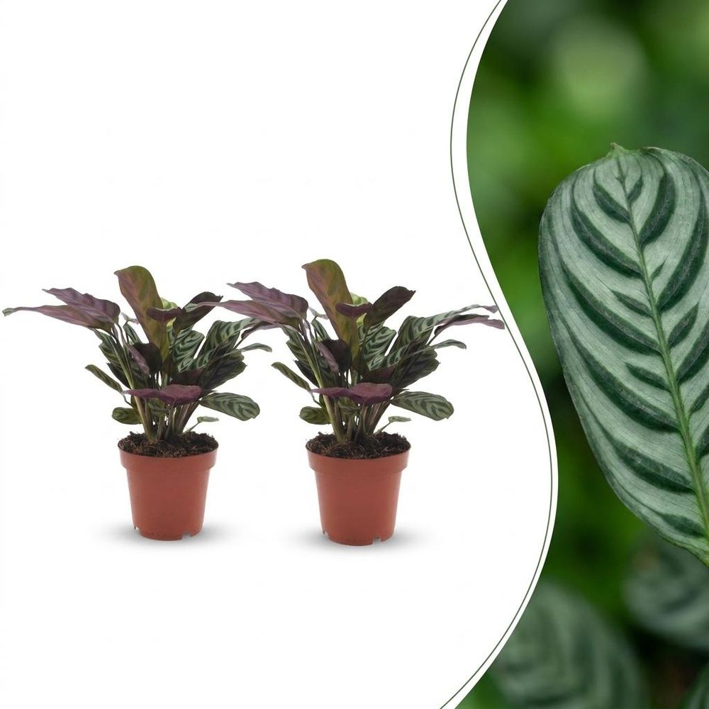 Ctenanthe burle marxii - plante dormeuse - arête de poisson - pot de 12cm