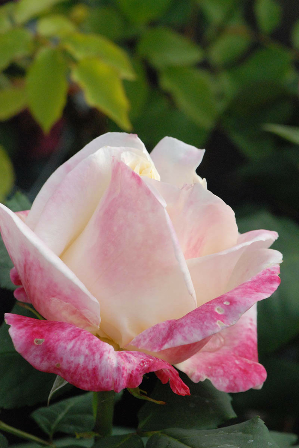 Rosier 'parfum tropical' ? - en pot de 5 litres