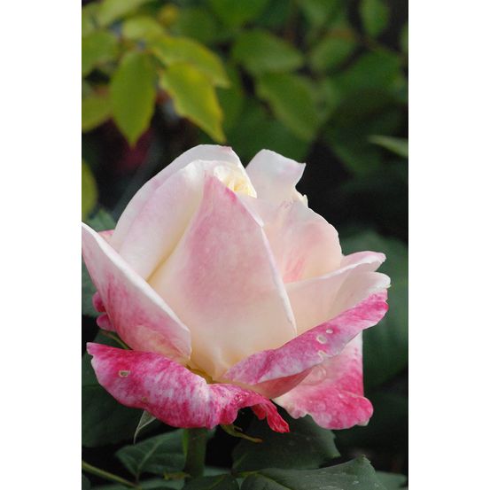 Rosier 'parfum tropical' ? - en pot de 5 litres