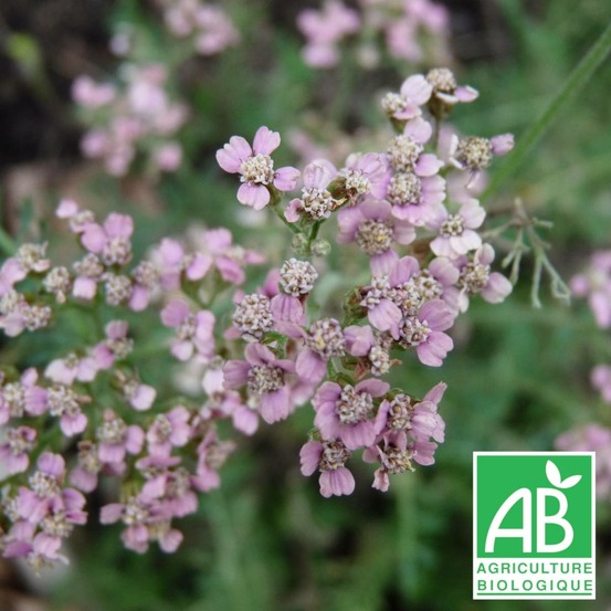 Achillée millefeuille rose madder - sans traitement lot de 5 godets