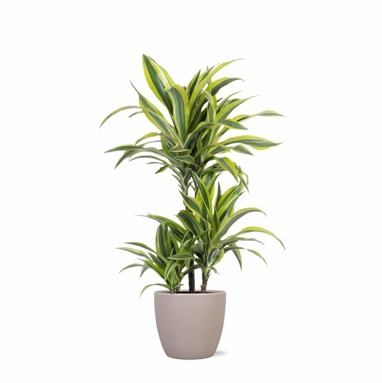 Dracaena lemon lime et son pot gris - hauteur 65cm