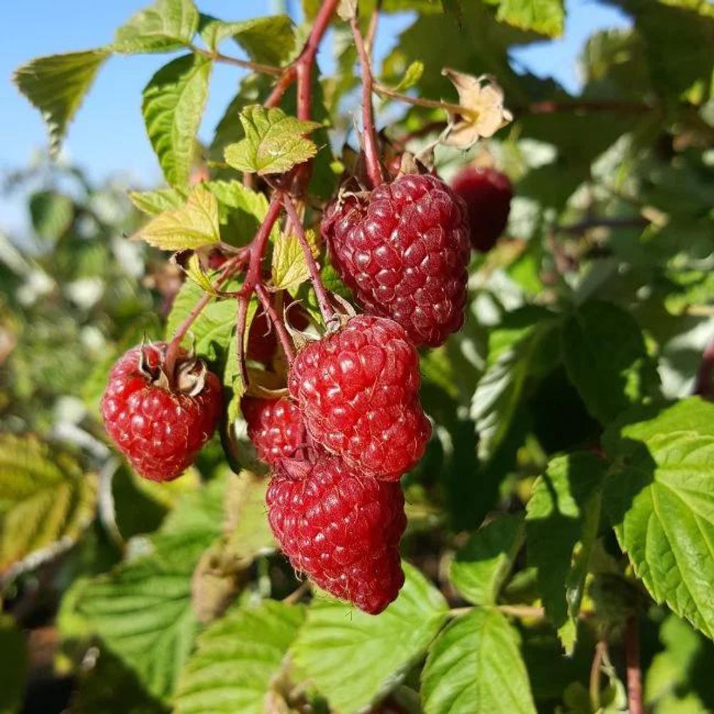 Framboisier remontant 'paris' - rubus idaeus 3l - 60/90cm