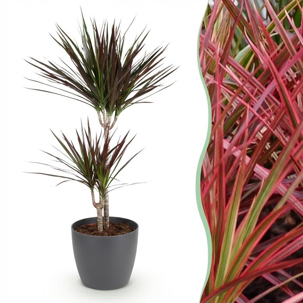 Dracaena magenta - plantes d'intérieur