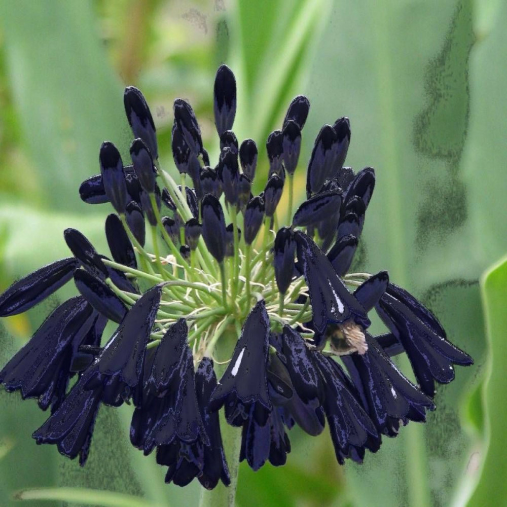 Agapanthe black magic lot de 5 godets