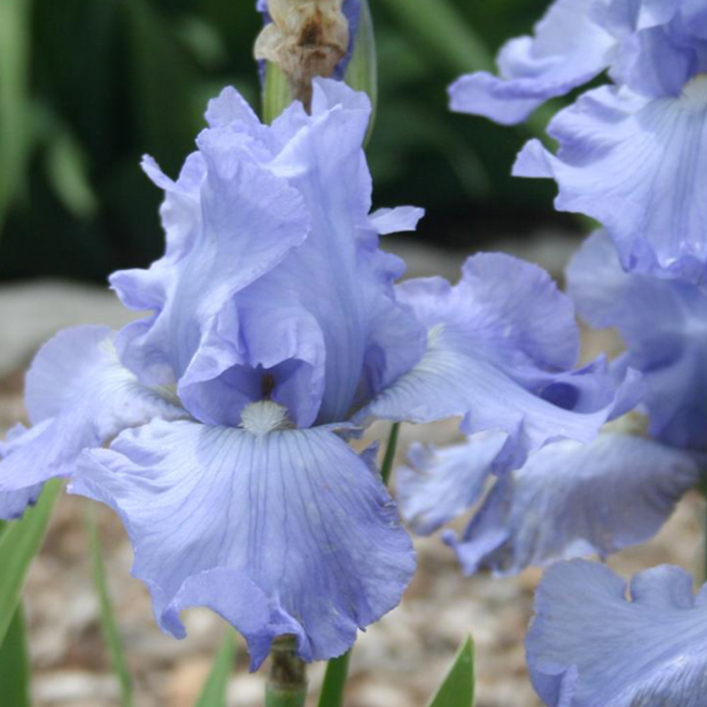 6 x iris des jardins 'babbling brook' - iris germanica 'babbling brook'  - godet 9cm x 9cm