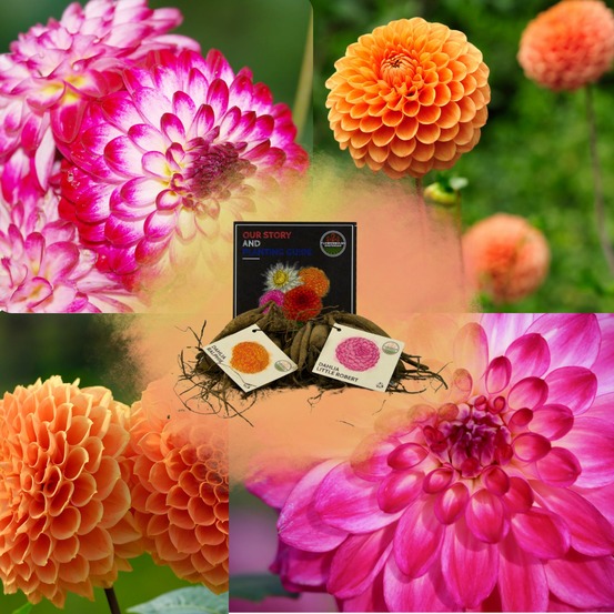 Dahlia - coffret de bulbes mix 2 x pompon splash, little robert & ralphie