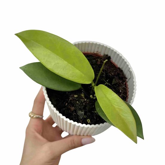 Hoya pubicalyx black dragon - pot de 10,5cm - plantes d'intérieur