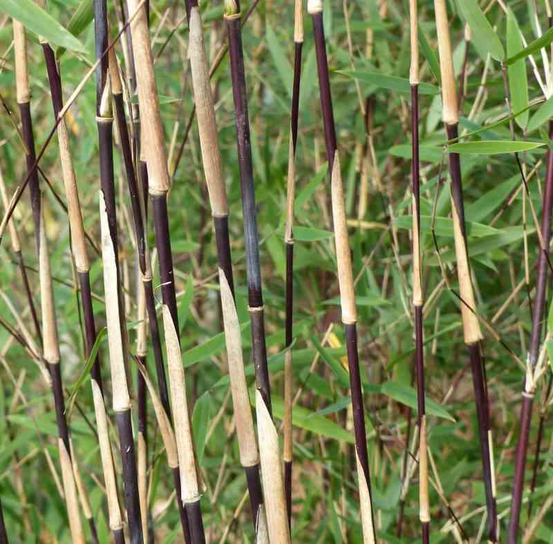 Fargesia sp jiuzhaigou deep purple (bambou non traçant) taille pot 5 litres - 80/100cm - 6/10 cannes