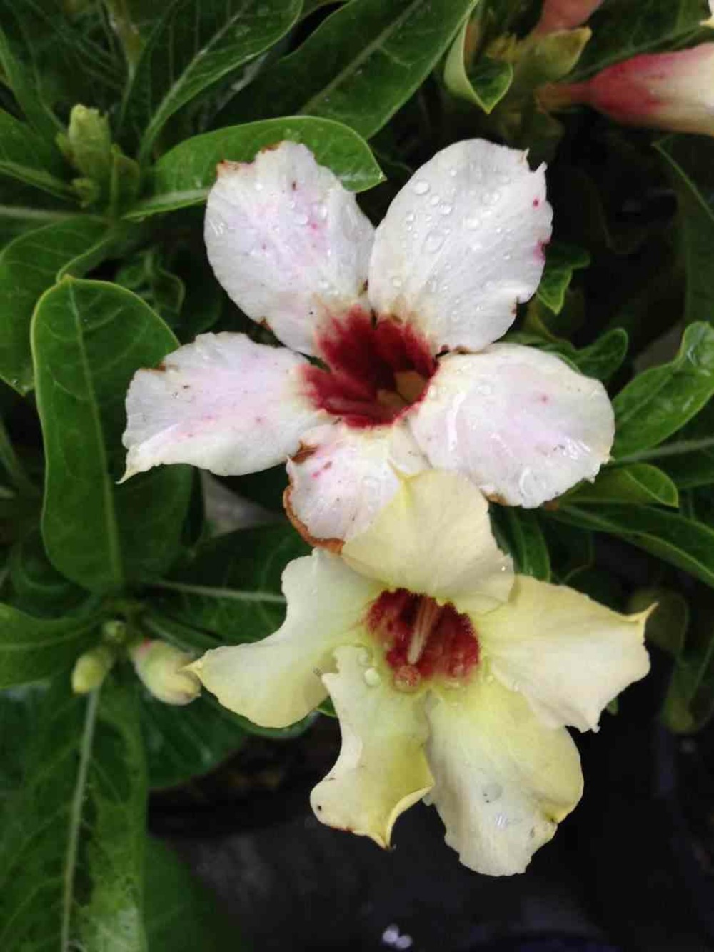 Adenium obesum cv.neige d'été- caudex d'environ 300g 20/25cm