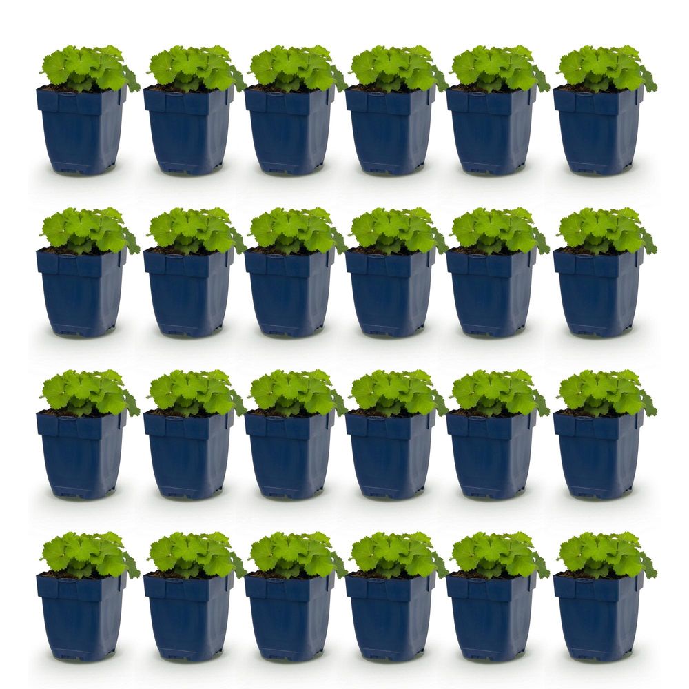 Alchémille - lot de 24 - pot 11 cm - hauteur 25 cm - plante d'extérieur