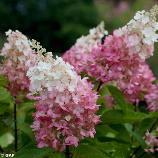 Hortensia paniculé 'pinky winky'® pot de 3l/4l
