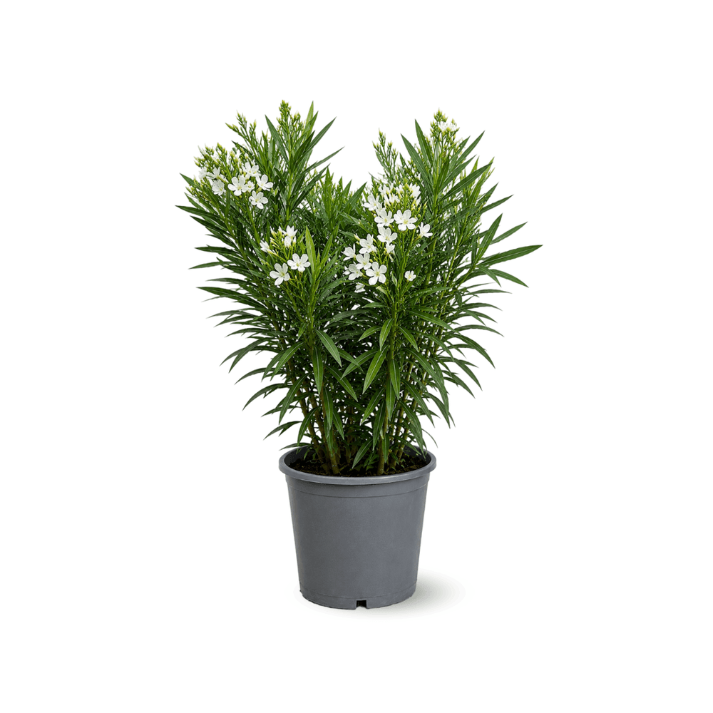 Laurier rose - nerium oleander - ↕ 90-100 cm - ⌀ 24 cm - plante d'extérieur - fleur blanche