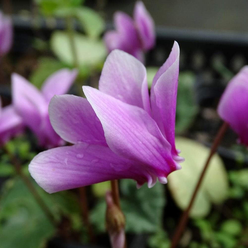 Cyclamen de naples bulbe calibre 15+ (par 5)