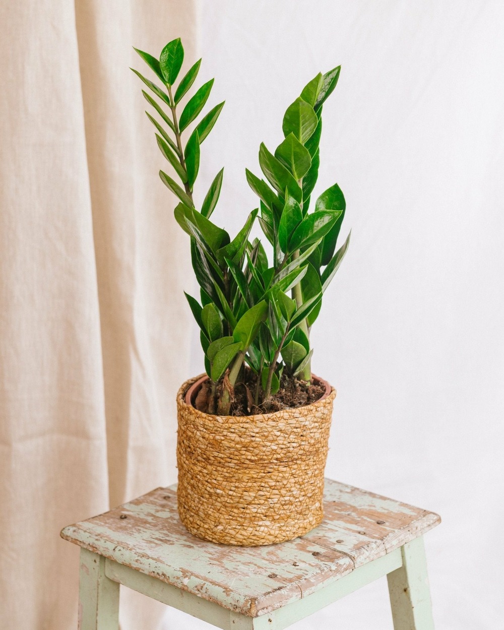 Zamioculcas zamiifolia 40cm - plante d'intérieur