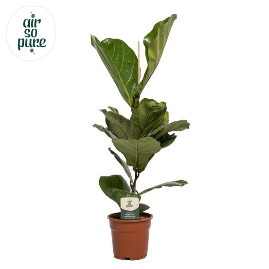 Ficus lyrata - ø17cm - ↕60cm - plantes d'intérieur