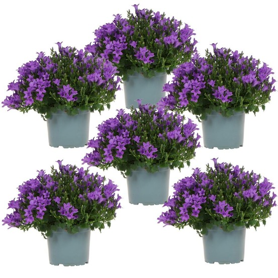 Campanula addenda - jacinthe des bois - pot de 12cm - 6 plantes suffisantes pour 1qm - couvre-sol - ambella - rustique