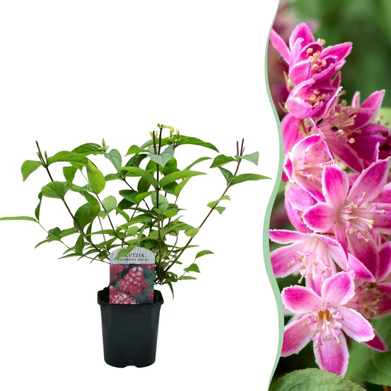 Deutzia hybrida strawberry fields – hauteur 45 cm