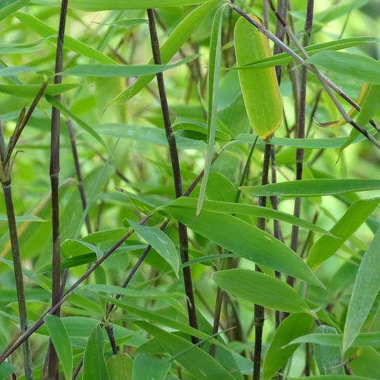 Bambou non traçant 'viking ' pot de 12l/15l