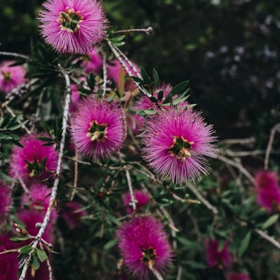 Rince-bouteilles violaceus, callistemon pot de 3l - 20/40 cm