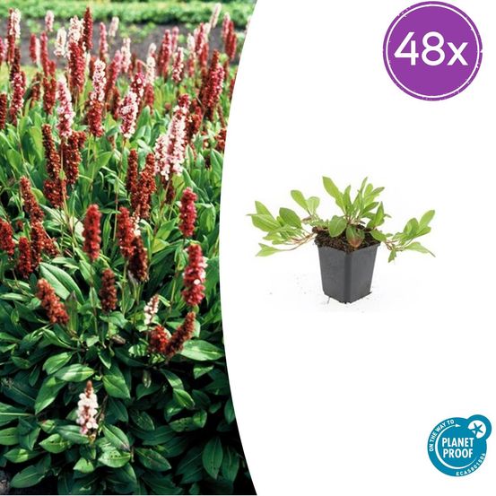 Lot de 48 - persicaria aff. 'darjeeling rouge' - h10-25 cm