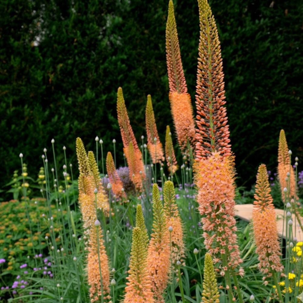 Eremurus cleopatra lot de 3 godets