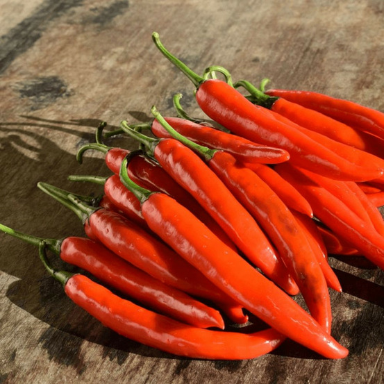Plant de piment fuego godet
