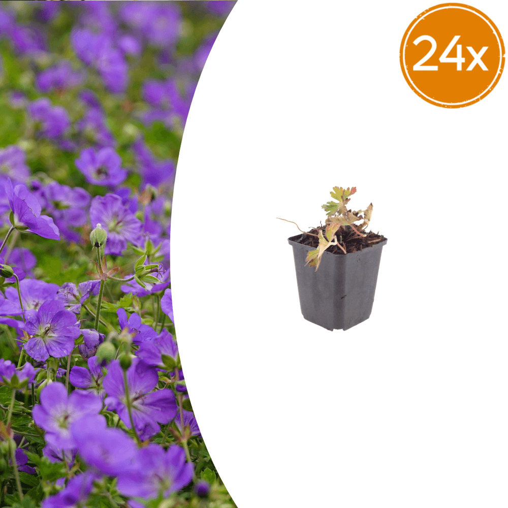 Géranium azur (geranium) 'azure rush' - 24