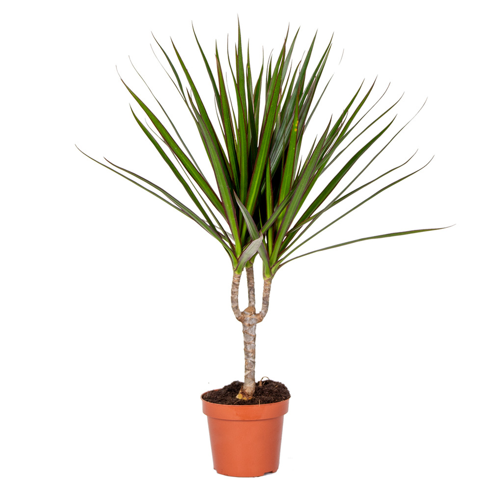 Dracaena marginata - dragonnier - plante d’intérieur - dépolluante - 30-40 cm de haut - pot 12 cm