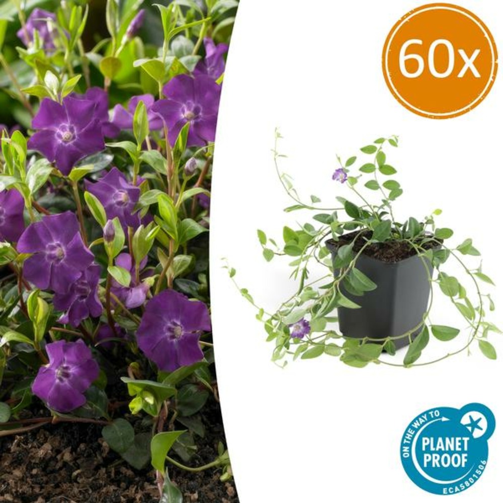 Petite pervenche 'atropurpurea' x60 – entre 3,75 et 5m2