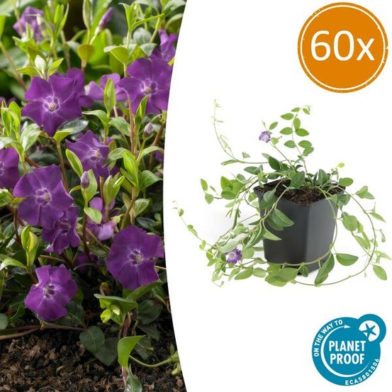 Petite pervenche 'atropurpurea' x60 – entre 3,75 et 5m2