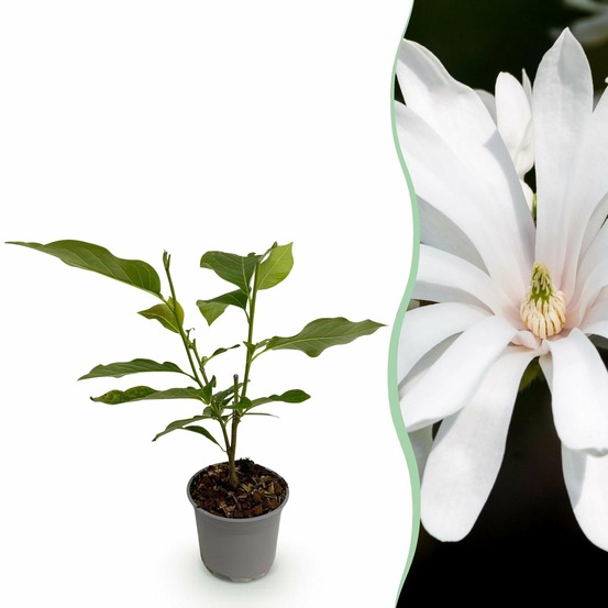 Magnolia stellata royal star – pot 12 cm – hauteur 30 cm