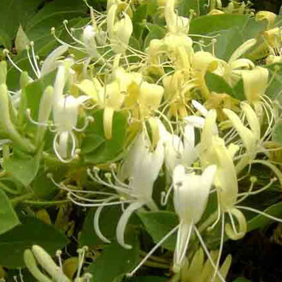 Chèvrefeuille du japon halliana godet - 5/20 cm