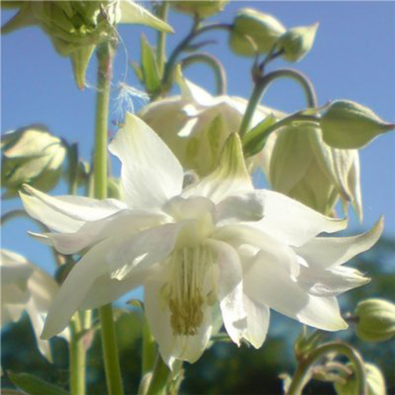 Ancolie des jardins 'white barlow' godet de 8/9 cm